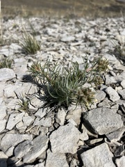 Ipomopsis spicata spicata
