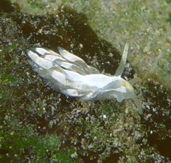 Trinchesia albocrusta