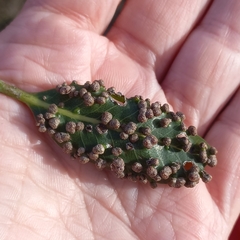 Eriophyes inermae