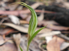 Pterostylis striata