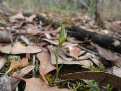 Pterostylis striata