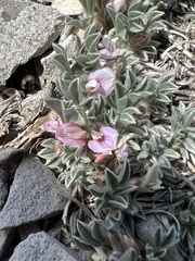 Astragalus tridactylicus