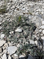 Astragalus tridactylicus