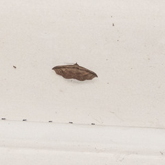 Tiruvaca subcostalis