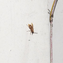 Provespa barthelemyi