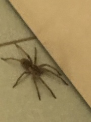 Araneae