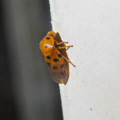 Cosmoscarta dorsimacula