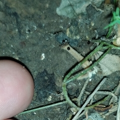 Galumnidae