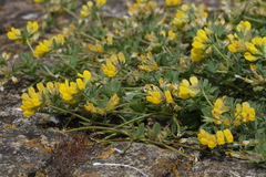 Lotus cytisoides