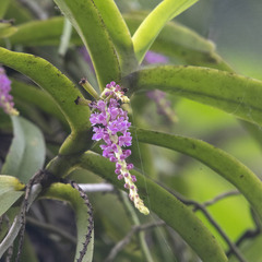 Smitinandia micrantha