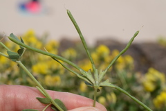 Lotus cytisoides