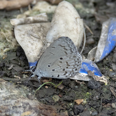 Celastrina lavendularis