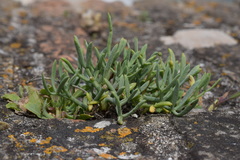 Crithmum maritimum