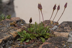 Hyoseris radiata