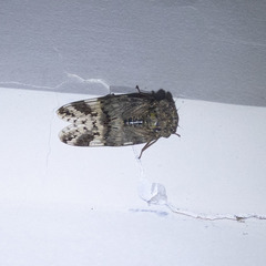 Platypleura assamensis