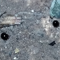 Galumnidae