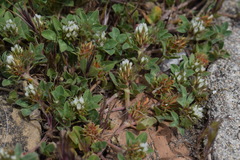 Trifolium scabrum