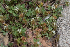 Trifolium scabrum