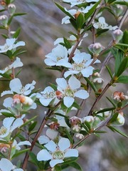 Leptospermum arachnoides