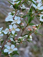 Leptospermum arachnoides