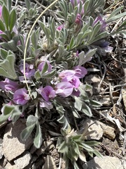 Astragalus tridactylicus