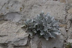 Centaurea ragusina