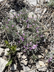 Astragalus tridactylicus