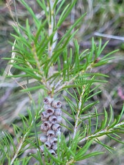 Melaleuca alternifolia