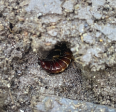 Euborellia annulipes
