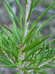 Melaleuca alternifolia