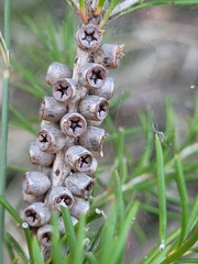 Melaleuca alternifolia