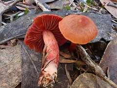 Cortinarius kula
