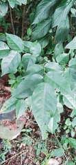 Averrhoa carambola