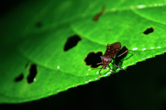 Leptoscelis quadrisignatus