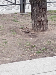 Passer domesticus