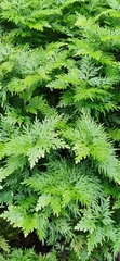 Selaginella moellendorffii