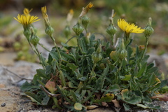 Reichardia picroides