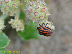 Graphosoma rubrolineatum