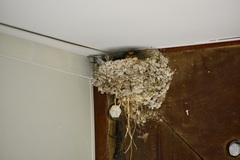 Hirundo neoxena carteri