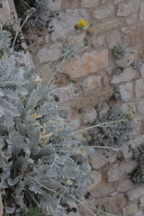 Centaurea ragusina