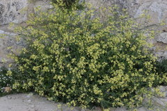 Raphanus raphanistrum