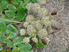 Graphosoma rubrolineatum