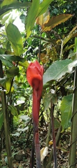 Etlingera elatior