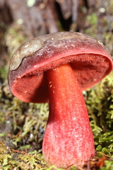 Boletus tasmanicus