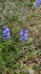 Veronica dalmatica