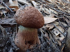 Tylopilus brunneus