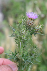 Carduus pycnocephalus