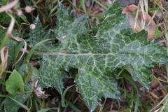 Carduus pycnocephalus