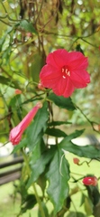 Ipomoea horsfalliae