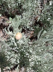 Rhopalomyia pomum